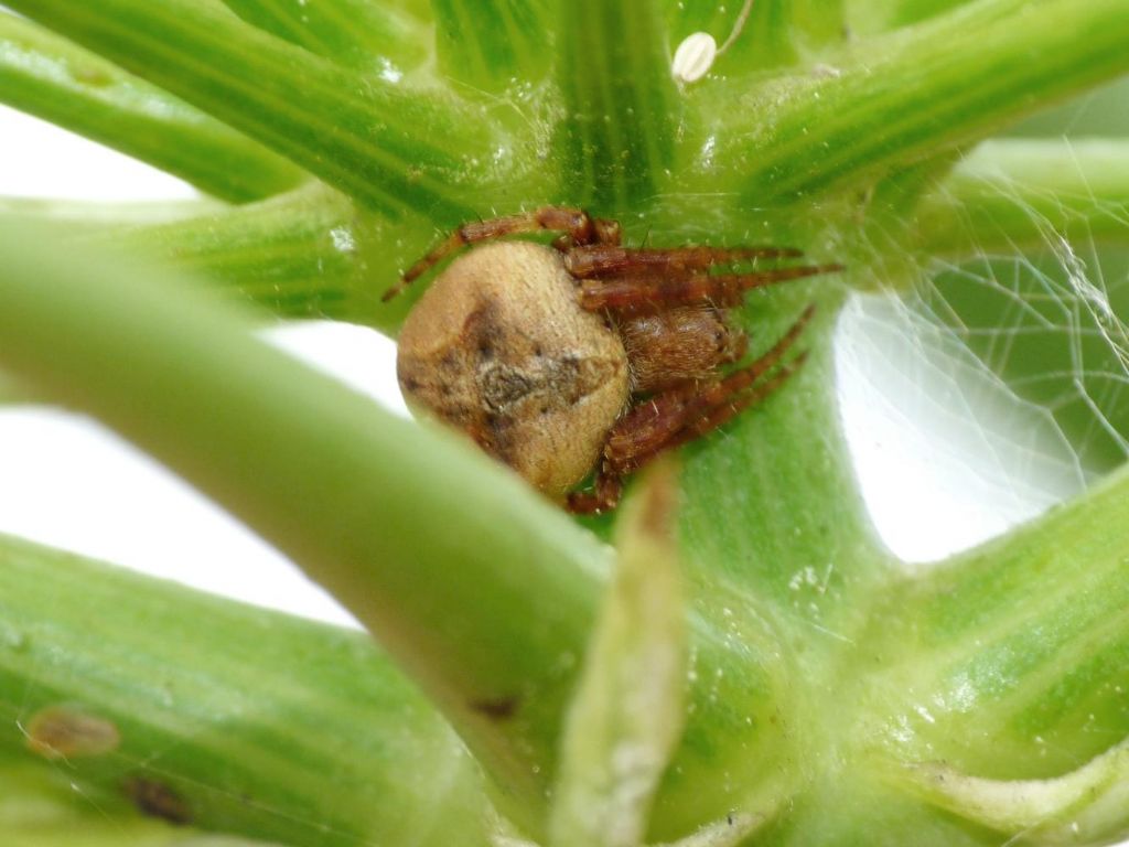 Araneidae - Agalenatea redii